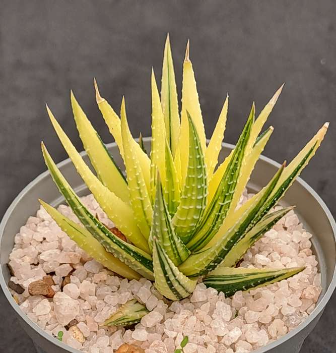 Rare!!!  Haworthiopsis Attenuata Variegata (Zebra Plant)-Free Gift with any order