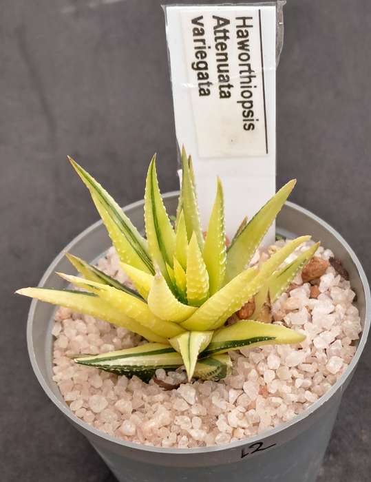 Rare!!!  Haworthiopsis Attenuata Variegata (Zebra Plant)-Free Gift with any order