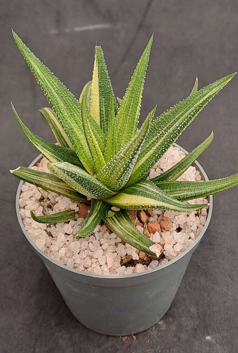 Rare!!!  Haworthiopsis Limfolia Variegata (Fairy Washboard) Free Gift with any Order