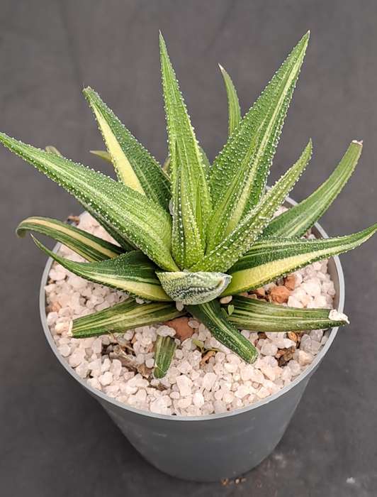 Rare!!!  Haworthiopsis Limfolia Variegata (Fairy Washboard) Free Gift with any Order