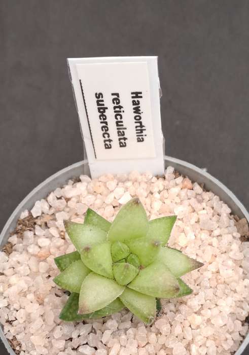 Rare!!!  Haworthia reticulata var. Suberecta (Free Gift with any Order)