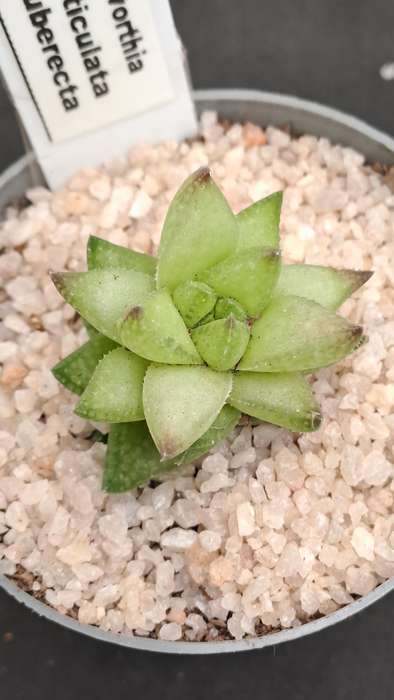 Rare!!!  Haworthia reticulata var. Suberecta (Free Gift with any Order)