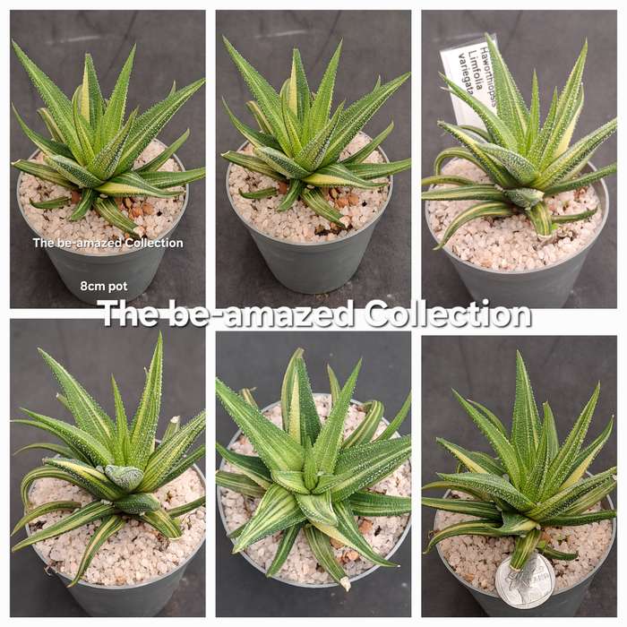 Rare!!!  Haworthiopsis Limfolia Variegata (Fairy Washboard) Free Gift with any Order