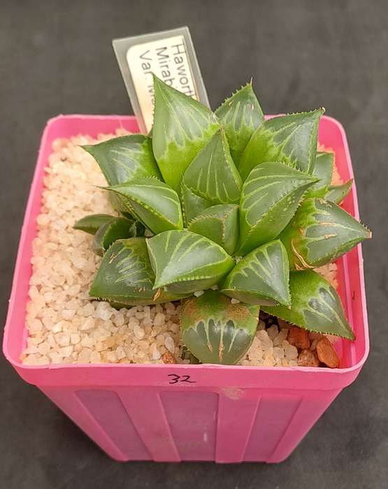 Haworthia mirabilis var. mendula with pup-Life Plant