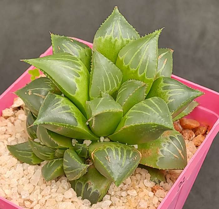 Haworthia mirabilis var. mendula with pup-Life Plant