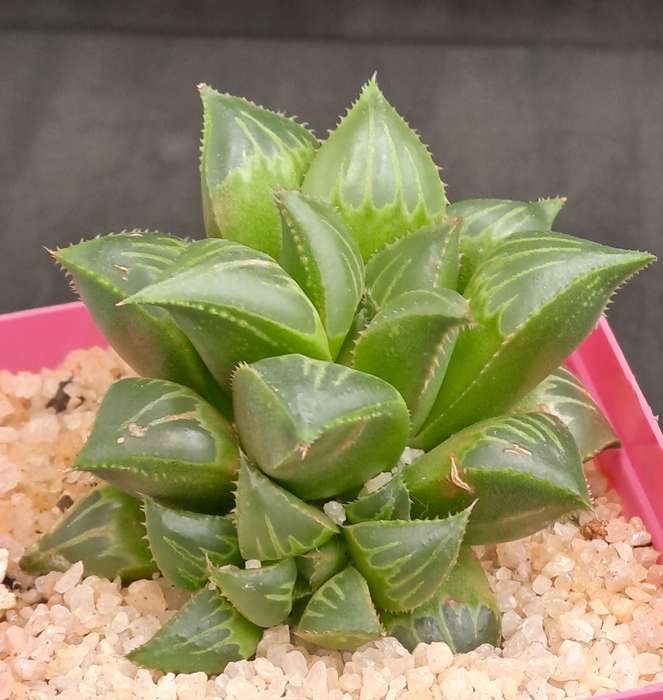 Haworthia mirabilis var. mendula with pup-Life Plant