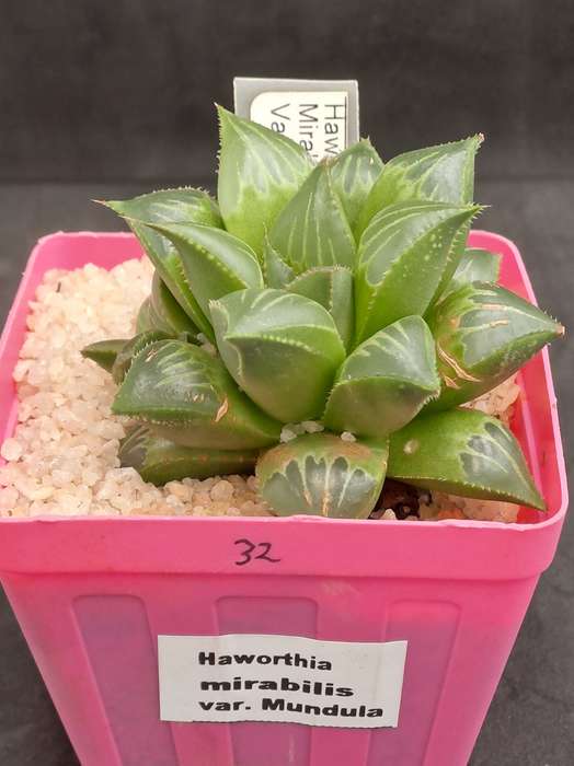 Haworthia mirabilis var. mendula with pup-Life Plant