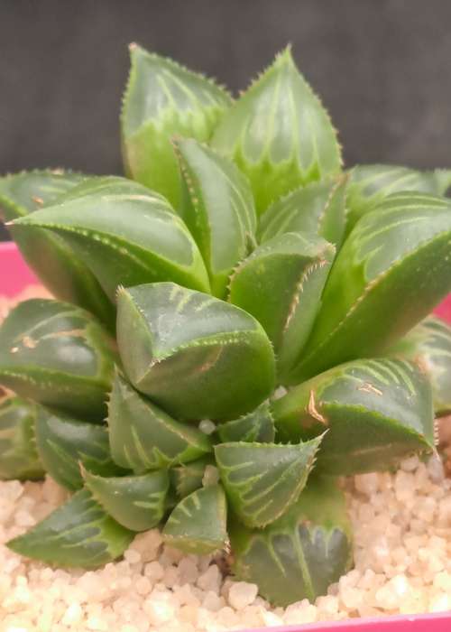 Haworthia mirabilis var. mendula with pup-Life Plant