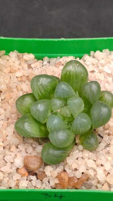 Haworthia Cooperi var. Truncata-Free Gift with any Order)