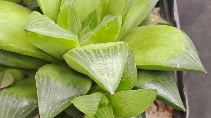 Haworthia Retusa with Pups-Life Plant