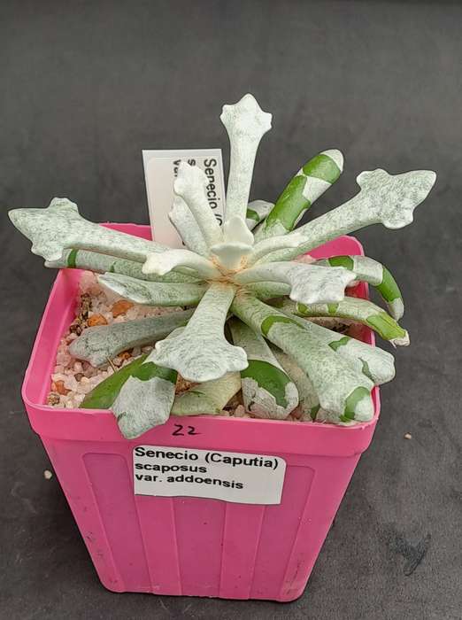 Senecio (Caputia) Scaposus Var. Addoensis - Free Gift Included