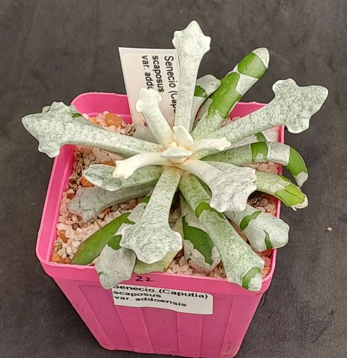 Senecio (Caputia) Scaposus Var. Addoensis - Free Gift Included