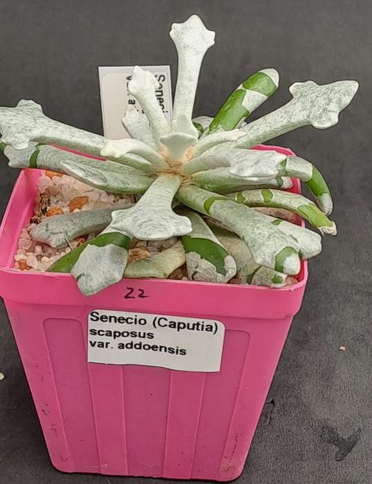 Senecio (Caputia) Scaposus Var. Addoensis - Free Gift Included