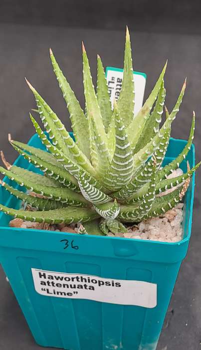 Haworthiopsis attenuata "Lime Zebra Plant "-Free Gift with any Order)