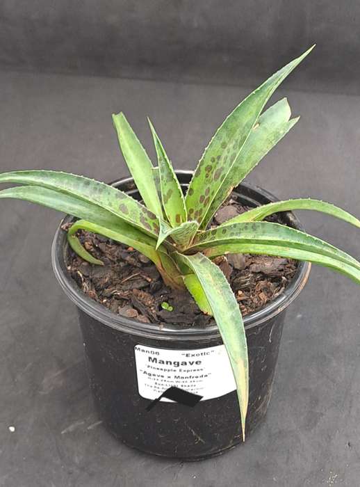 Rare!!!  Mangave Import (Pineapple Express) 12 cm pot - Free Gift with any Order