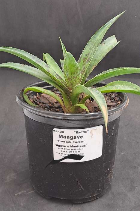 Rare!!!  Mangave Import (Pineapple Express) 12 cm pot - Free Gift with any Order