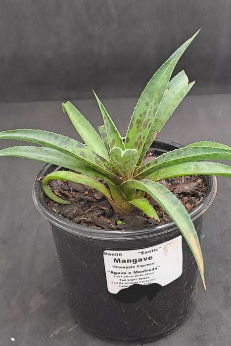 Rare!!!  Mangave Import (Pineapple Express) 12 cm pot - Free Gift with any Order