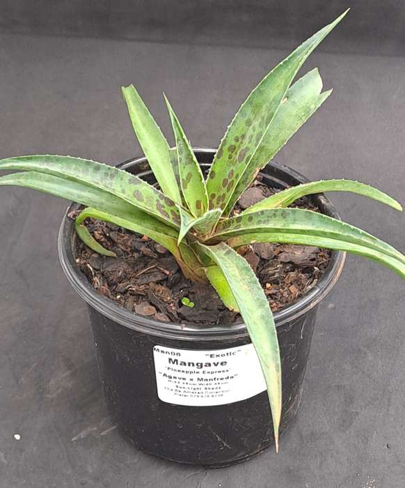 Rare!!!  Mangave Import (Pineapple Express) 12 cm pot - Free Gift with any Order