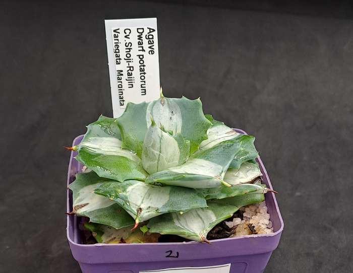Rare!!!  Agave potatorum Shoji-raijin variegata(Dwarf Agave)(Free Gift with any Order)