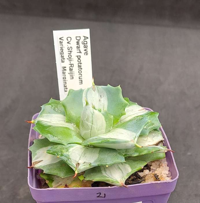 Rare!!!  Agave potatorum Shoji-raijin variegata(Dwarf Agave)(Free Gift with any Order)
