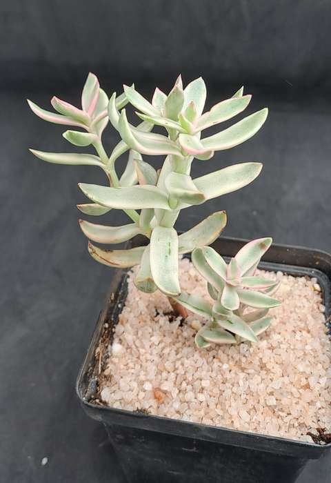 Rare Crassula Rubricaulis Variegated (Candy Cane) - Free Gift Included