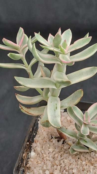 Rare Crassula Rubricaulis Variegated (Candy Cane) - Free Gift Included