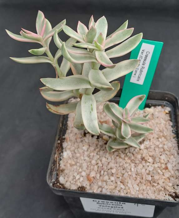 Rare Crassula Rubricaulis Variegated (Candy Cane) - Free Gift Included