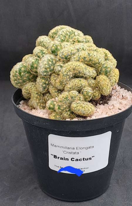 Mammilaria Elongata Cristata(Brain Cactus)(Free Gift with any Order)