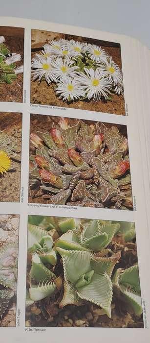 Pre-Owned : Mesembs of the World Illustrated Guide to a Remarkable Succulent Group-1st edition 1998