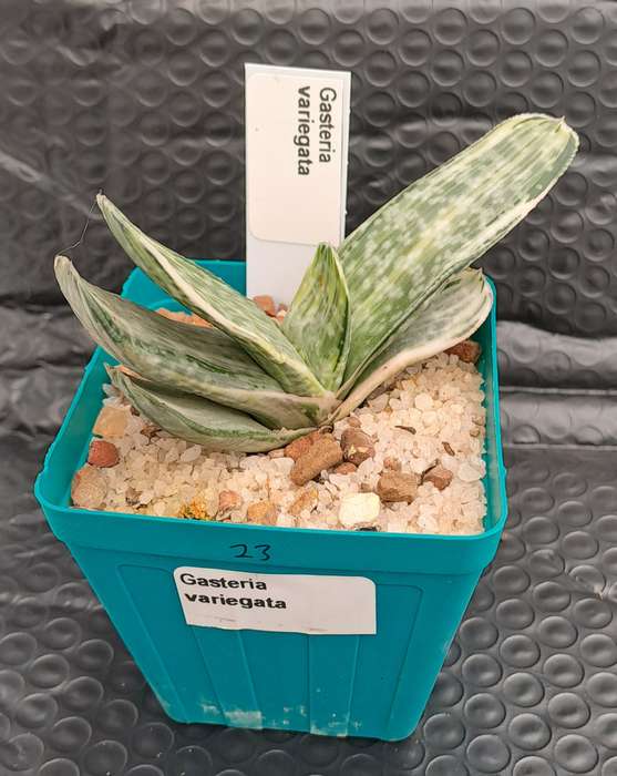 Gasteria hybrid Variegated ( possible with Isomatsu)(Life Plant)