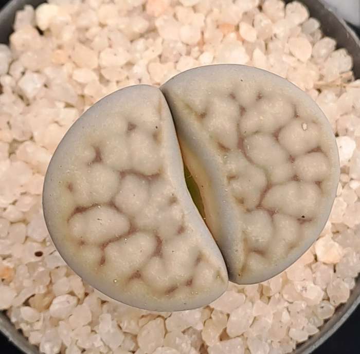 1 x Lithop  succulent (Living Stone Plant) in 5cm pot (10 available)