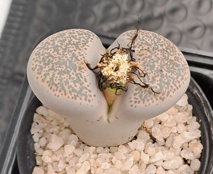 1 x Lithop  succulent (Living Stone Plant) in 5cm pot (10 available)