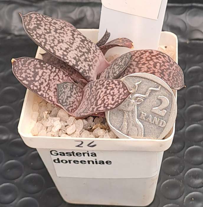 Gasteria doreeniae cluster (more than one plant in the pot )-Life Plant