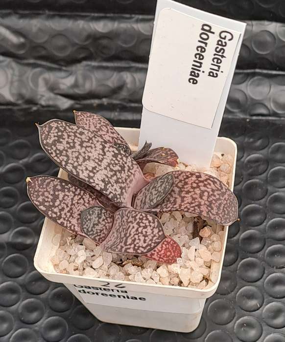 Gasteria doreeniae cluster (more than one plant in the pot )-Life Plant