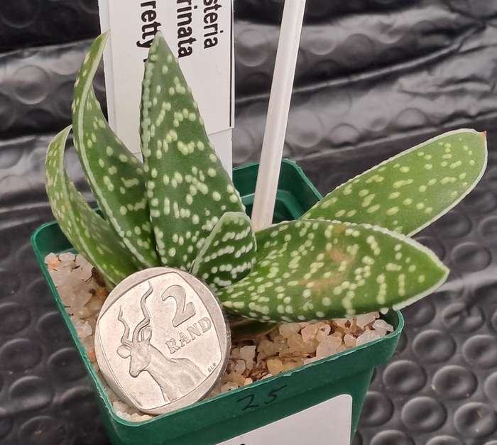 1 x Gasteria carinata Pretty Pearls (3 Available)- Life Plant