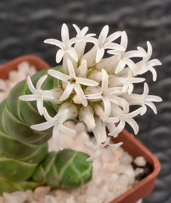 Crassula barklyi (Rattlesnake Tail)(Free Gift with any Order)