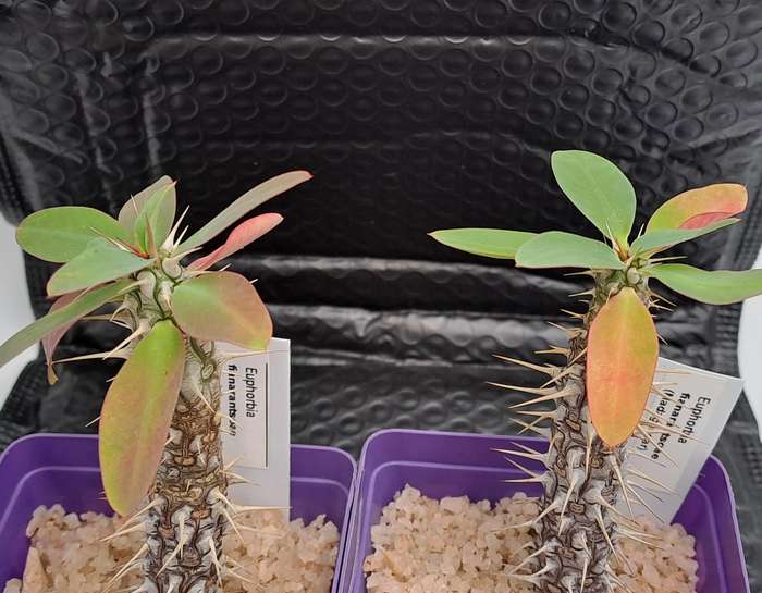 Euphorbia fianarantsoae_Madagascar (2 available)-Life Plant