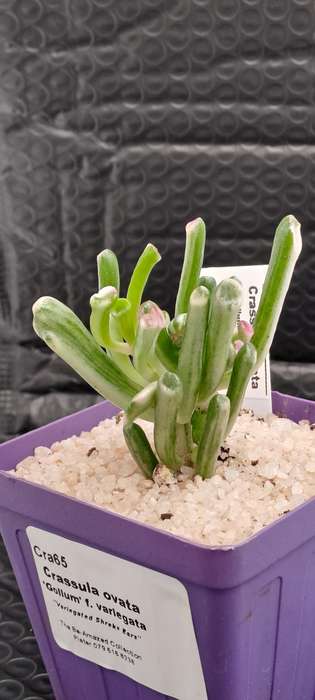 Crassula ovata 'Gollum' f. variegata- Variegated Shreks Ears -Life Plant