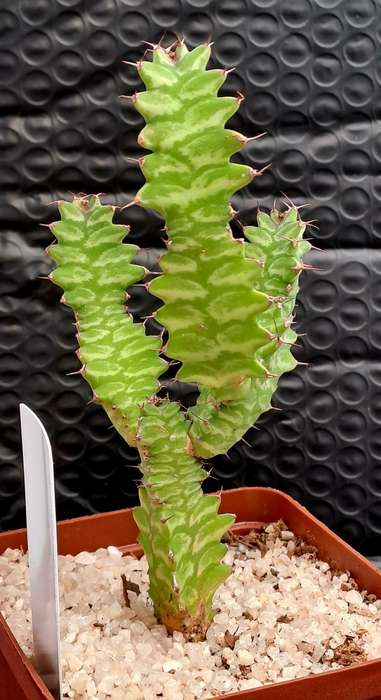 Rare !!! Euphorbia bougheyi "Sunrise"