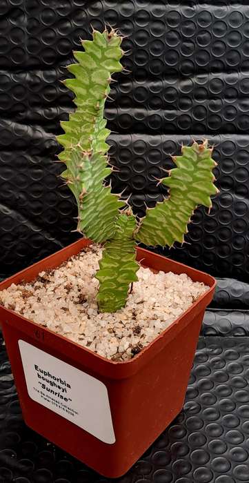 Rare !!! Euphorbia bougheyi "Sunrise"