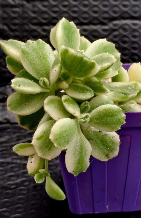 Cotyledon Tormentosa Bears Paws (Live Plant)