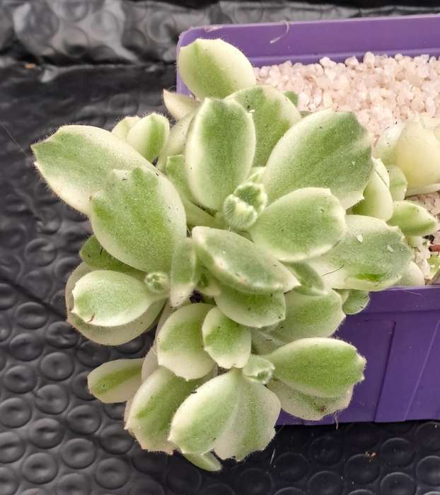 Cotyledon Tormentosa Bears Paws (Live Plant)