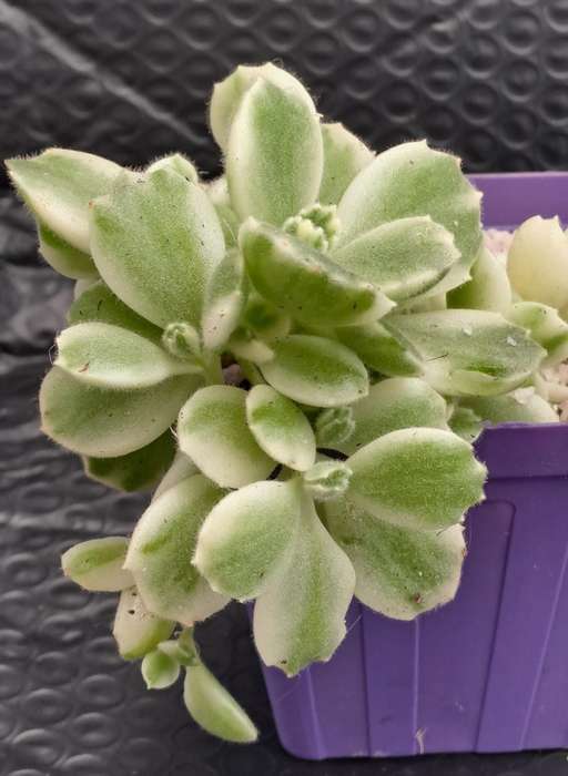 Cotyledon Tormentosa Bears Paws (Live Plant)