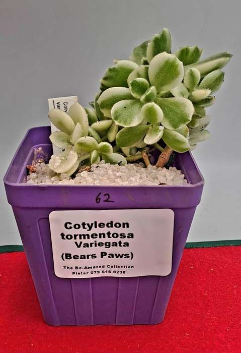 Cotyledon Tormentosa Bears Paws (Live Plant)
