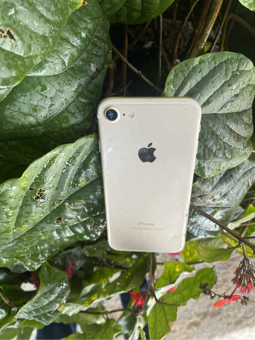 iPhone 7