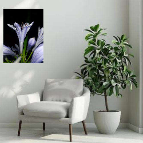 Original Photography A3 Printed Framed Canvas Wall Art "Purple Rain"
