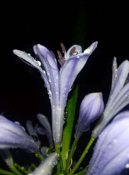 Original Photography A3 Printed Framed Canvas Wall Art "Purple Rain"