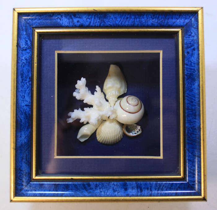 Miniature Coral and Shells in a Small Blue Box Frame with Gold Trim