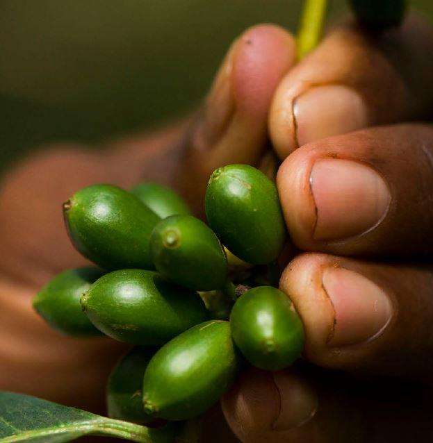 Hadero Ethiopian Gourmet Coffee - Single Origin 100% Arabica - Medium Roast - Beans 1kg