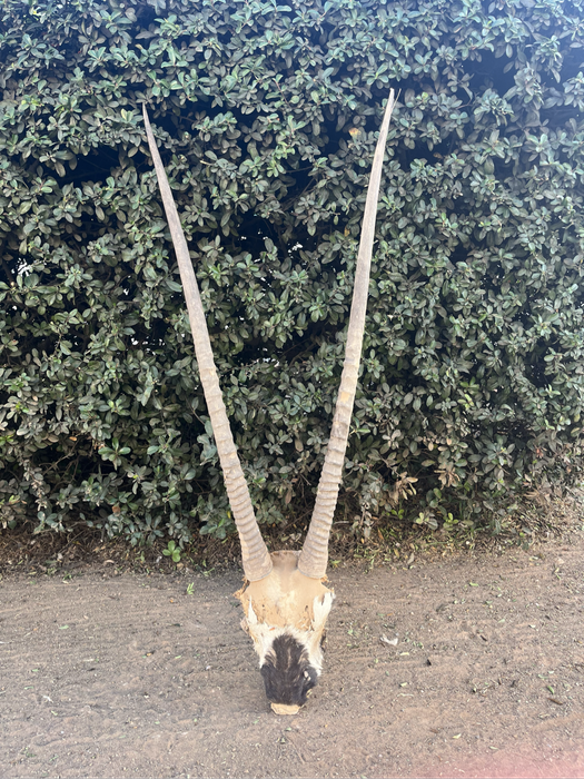 Karoo buck horns